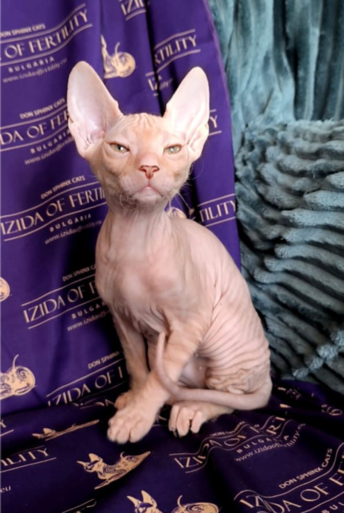 котенок Удиты и Питера