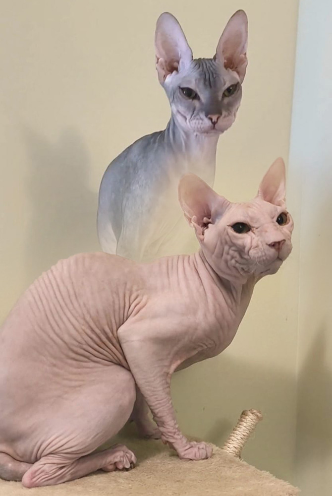 Фрея и Питер