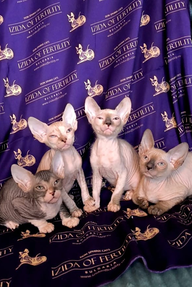 котята Фреи и Питера