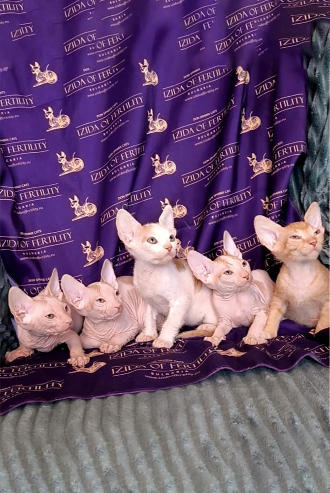 котята Софии и Питера