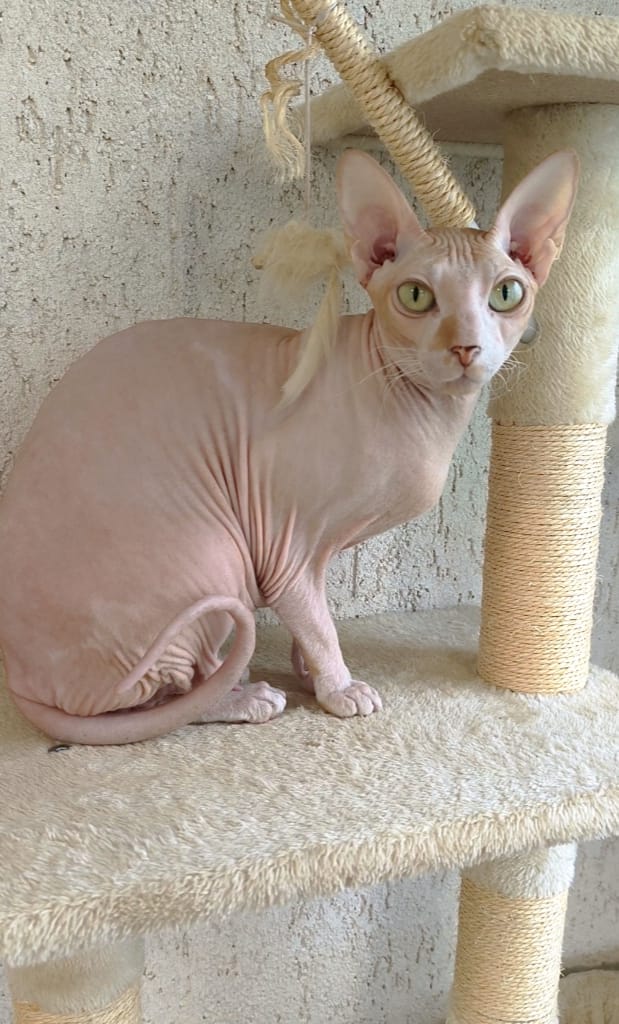 кошка София, ДР 28-09-2022