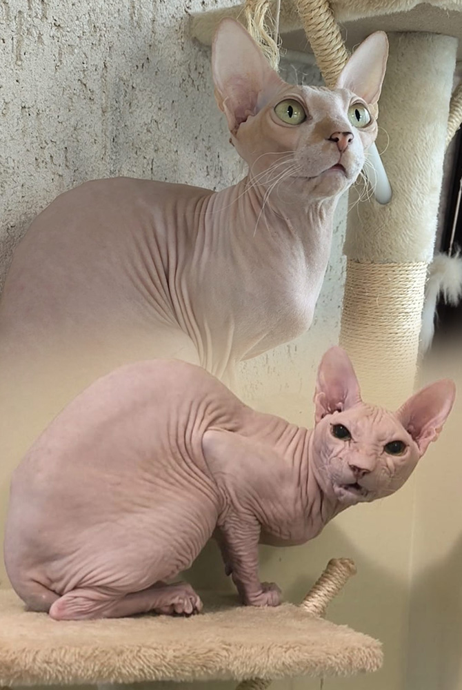 София и Питер