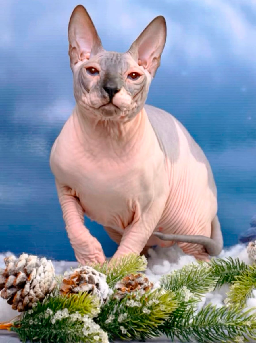 Остин - кот породы донской сфинкс, питомник в Варне