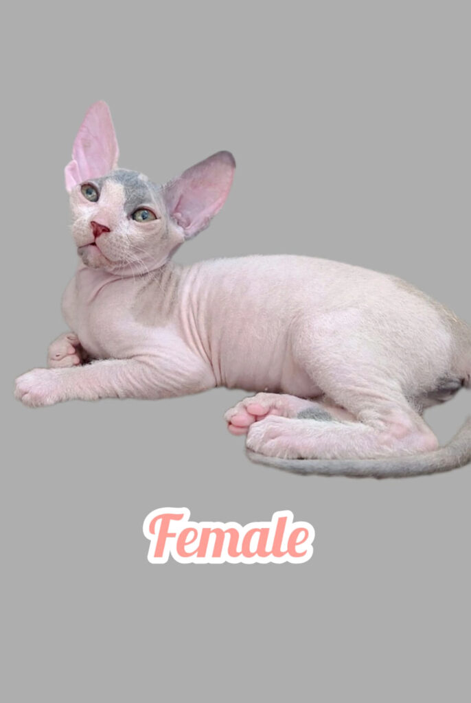 котенок сфинкс в Варне